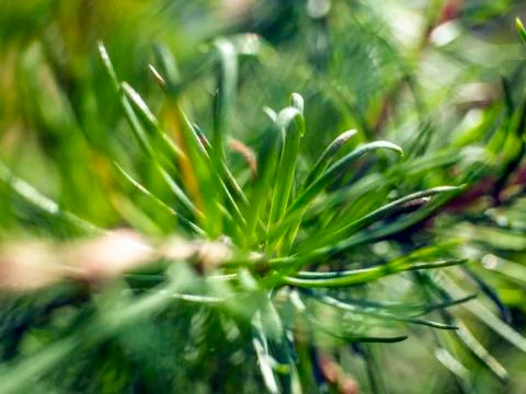 Natural background Foto stock