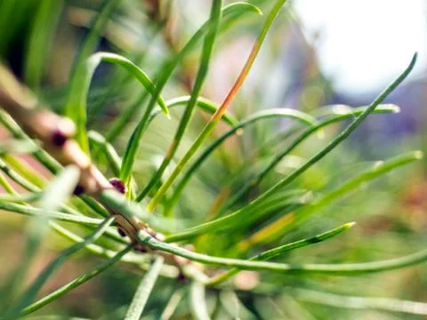 Natural background Foto stock