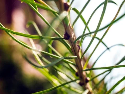 Natural background Stock Photos