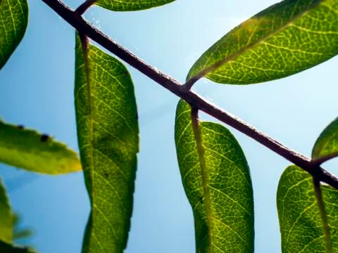 Natural background Stock Photos