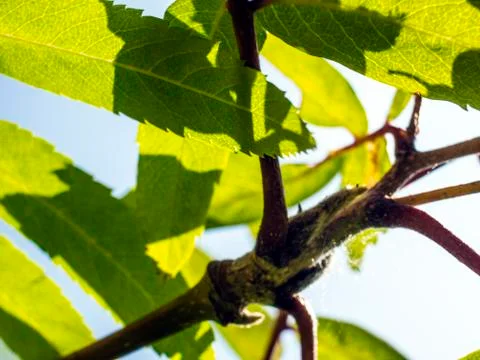 Natural background Stock Photos