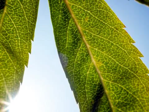 Natural background Stock Photos