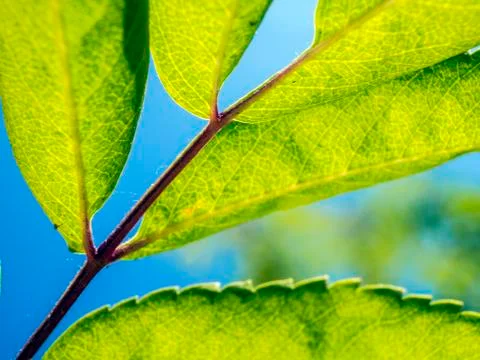 Natural background Stock Photos