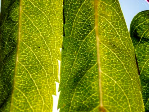 Natural background Stock Photos