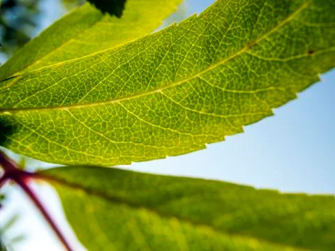 Natural background Stock Photos