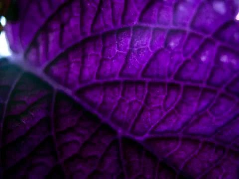 Natural background Foto stock