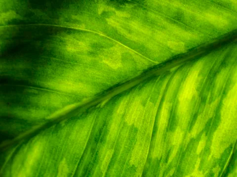 Natural background Foto stock