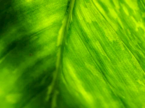 Natural background Stock Photos