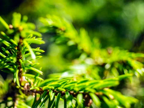 Natural background Foto stock