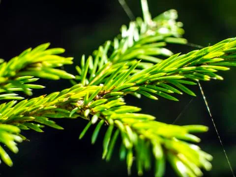 Natural background Stock Photos