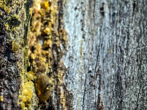 Natural background Foto stock