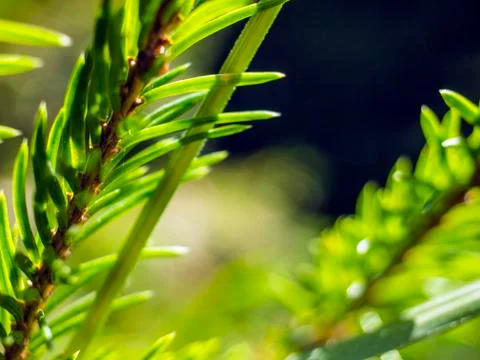 Natural background Stock Photos