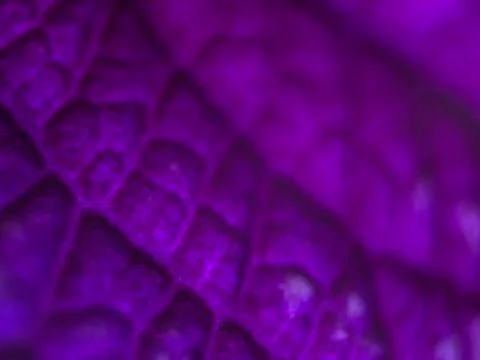 Natural background Foto stock