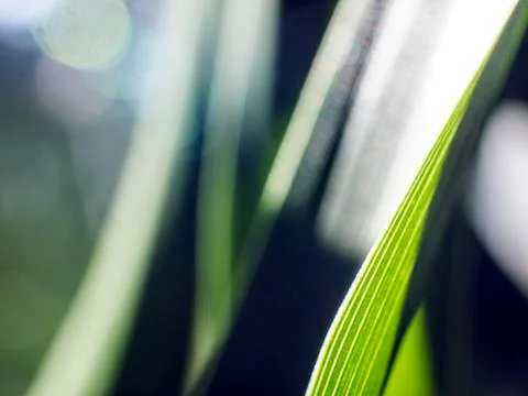 Natural background Stock Photos