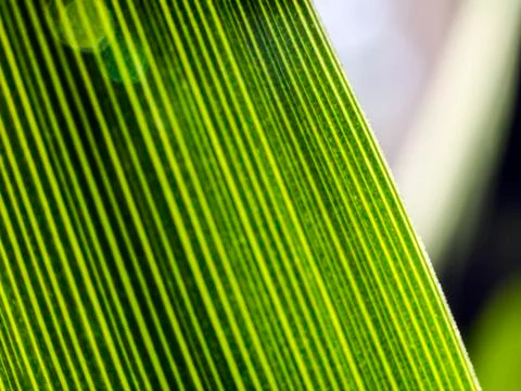 Natural background Stock Photos