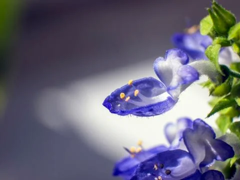 Natural background Stock Photos