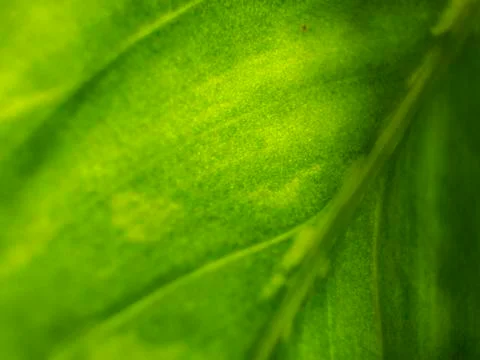 Natural background Foto stock