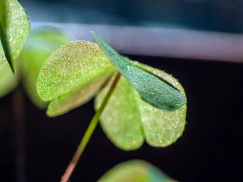 Natural background Stock Photos