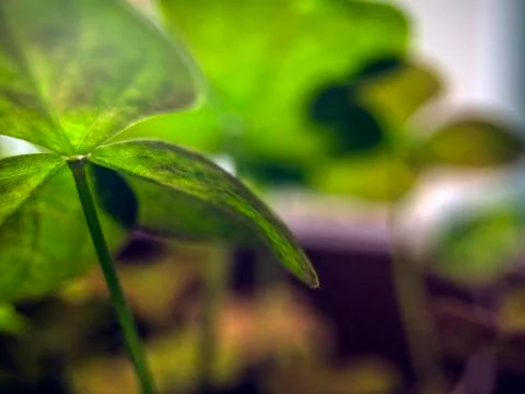Natural background Stock Photos