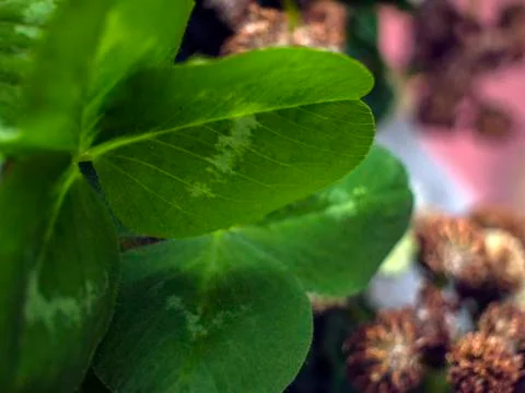 Natural background Stock Photos
