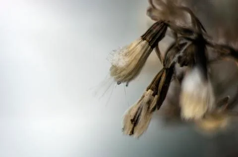 Natural background Stock Photos