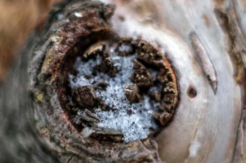 Natural background Stock Photos