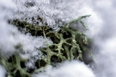 Natural background Stock Photos