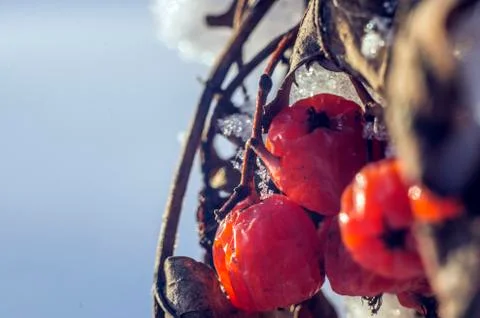 Natural background Stock Photos