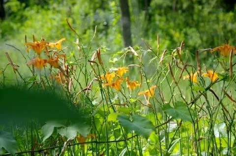 Natural background Stock Photos