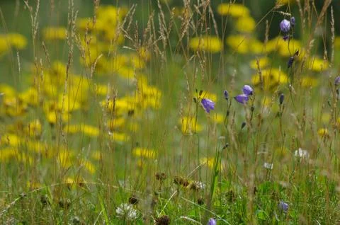 Natural background Stock Photos