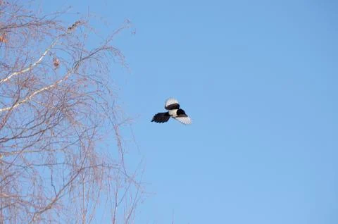 Natural background Stock Photos