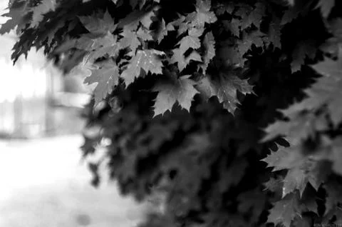 Natural background Stock Photos