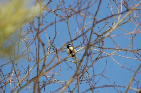 Natural background Stock Photos