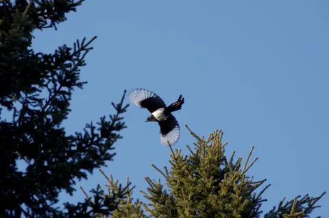 Natural background Stock Photos