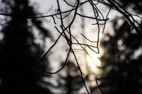 Natural background Stock Photos
