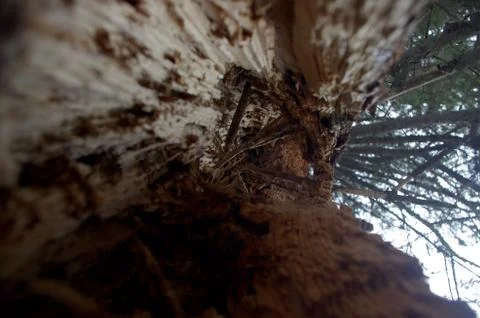 Natural background Stock Photos