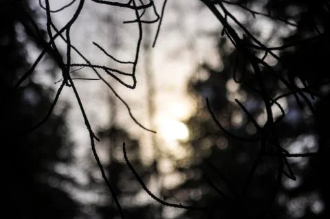 Natural background Stock Photos