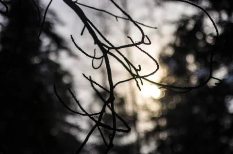 Natural background Stock Photos