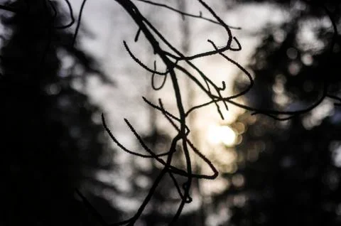 Natural background Foto stock