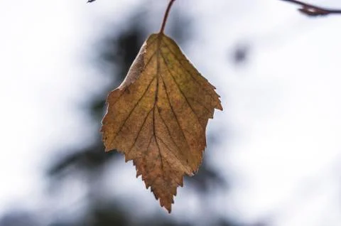 Natural background Stock Photos