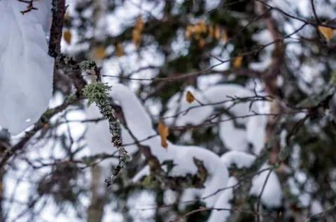 Natural background Foto stock