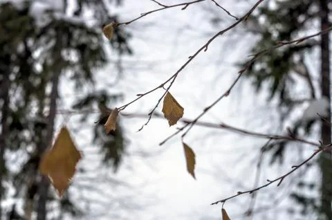 Natural background Stock Photos