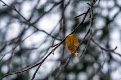 Natural background Stock Photos