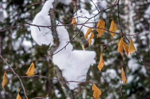 Natural background Stock Photos