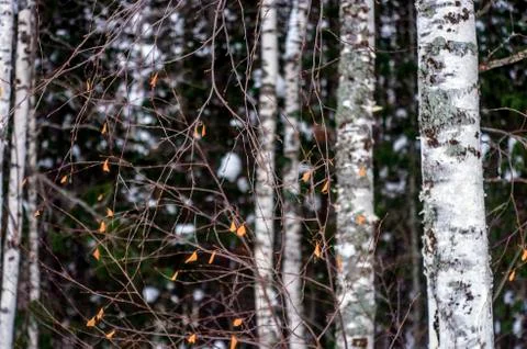 Natural background Stock Photos