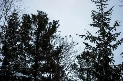 Natural background Stock Photos