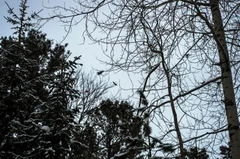 Natural background Stock Photos