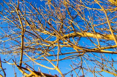 Natural background Foto stock