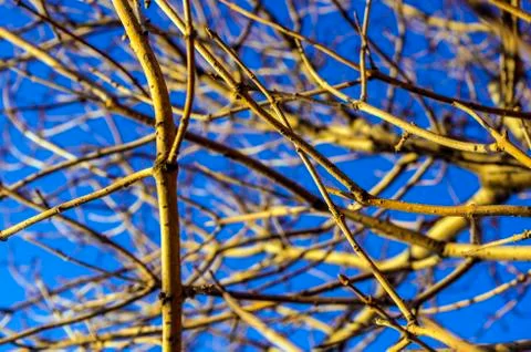 Natural background Stock Photos