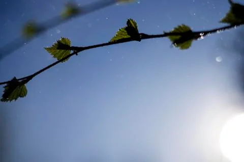 Natural background Stock Photos